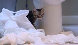 Adorable kitten discovers the joy of playing with toilet paper
