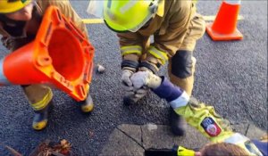Sauvetage de bébés canards par des pompiers