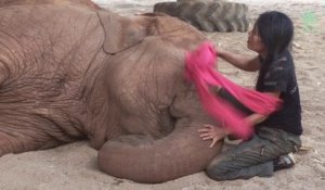 Cet éléphant s'endort après une berceuse de sa dresseuse !