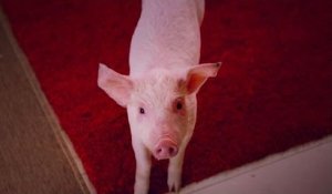 Childless couple adopt a lovely pig