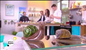 Escargots de Normandie : de la coquille à l'assiette