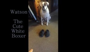 Ce que ce chien fait avec les nouvelles chaussures de son maître vous fera tordre de rire !