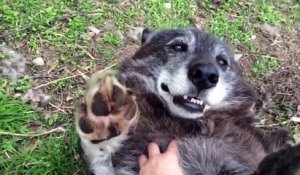 Jouer avec un loup comme si c'était un chien