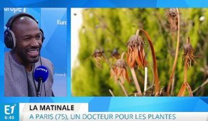 Paris : un service qui soigne les plantes d’intérieur malades