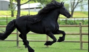 Il a été élu « le plus beau cheval du monde » et vous allez tout de suite comprendre pourquoi !