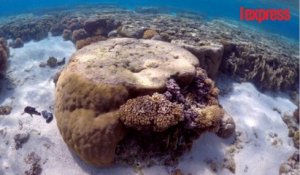 Réchauffement climatique: la Grande barrière de corail est en danger