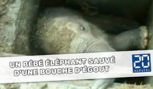 Un bébé éléphant sauvé d'une bouche d'égout au Sri Lanka