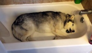 Adorable : ce husky ne compte pas sortir de la baignoire !