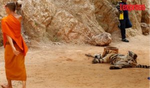 Thaïlande: 40 cadavres de bébés tigres retrouvés dans un temple