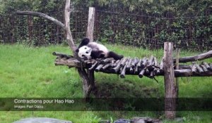 Naissance d'un panda à Pairi Daiza