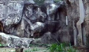 Un léopard des neiges saute contre un mur avec style