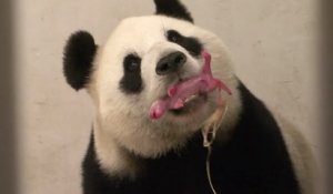 La naissance d'un bébé panda en Belgique