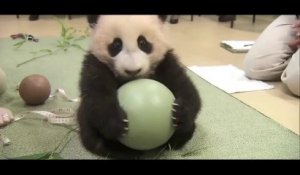 Ce bébé Panda ne lache pas son jouet... Trop mignon
