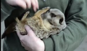 Ce suricate a une réaction trop mignonne quand on lui chatouille le ventre !