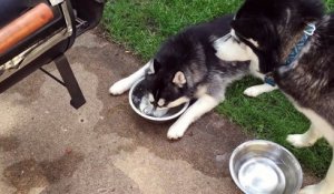 Un Husky s'amuse à faire des bulles dans son bol d'eau