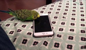 Ce perroquet active Siri en parlant à un iPhone 6 !!