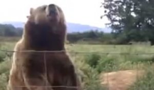 Un ours salue poliment des touristes