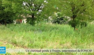 Un chevreuil perdu dans les rues de Troyes