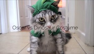 Ce chat ne kiffe pas son costume de dinosaure