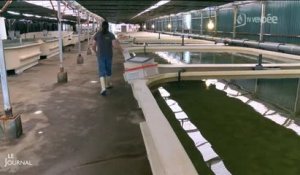 Aquaculture : Visite de "Turbot France" (Vendée)