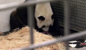 Naissance d'un bébé panda géant en Belgique