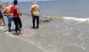 Comment pêcher un alligator