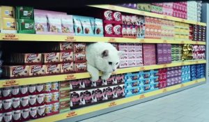 Quand des chats font leurs courses dans un supermarché Netto