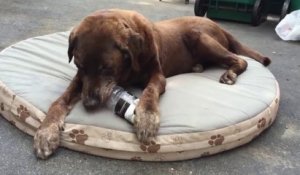 Ce chien trouve comment sortir les croquettes de la bouteille... Smart le toutou