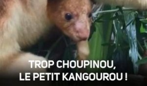 À quoi ressemble un bébé kangourou à la naissance ?