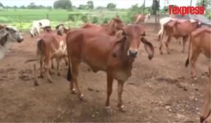 Inde: de l’or dans l’urine des vaches?