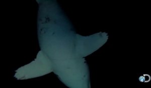 Sieste d'un grand requin blanc filmée dans un courant océanique !