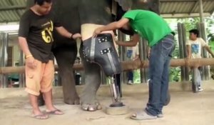 Cet éléphant peut à nouveau marcher grace à une prothèse