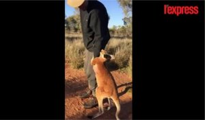 Australie: un kangourou tombe amoureux de son soigneur