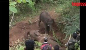 Inde: cet éléphanteau refuse d'abandonner le corps de sa mère