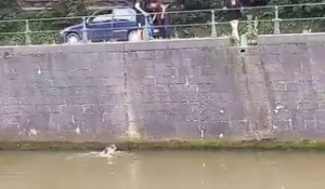 Tournai : Il plonge dans l’Escaut pour sauver un chien