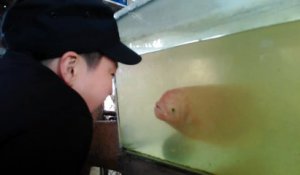 Un jeune garçon imite le poisson devant un aquarium, ce qui va se passer est incroyable !