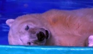 Enfermé dans un centre commercial, cet ours polaire subit les selfies et la captivité