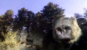 Etats-Unis : des policiers libèrent un ours enfermé dans une voiture ! (VIDEO)