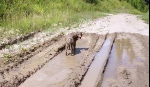 Cette femme va vite regretter d'avoir amené son labrador en promenade ! Voyez pourquoi !