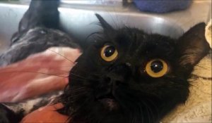 Ce chat dit NON quand on lui parle de bain