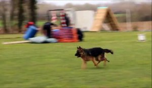 Un dresseur s'en prend violemment à un chien lors d'un exercice