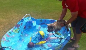 Ce chien pense nager suspendu au dessus de la piscine