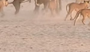 Un jeune éléphant se fait attaquer par une meute de 14 lions
