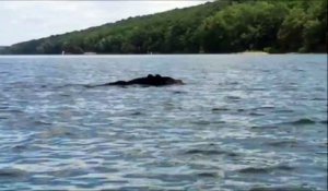 Faire du Canoë Kayak à côté d'un ours qui nage dans un lac
