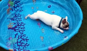 Ce bouledogue nage dans une piscine.. sans eau ! Qu'il est bête ce chien