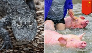Inondation en Chine : 100 alligators s'échappent, 1000 porcs sont secourus