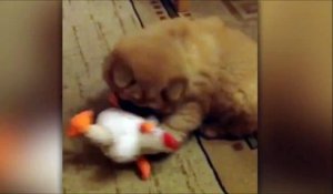 Ce chien ne savait pas que son jouet pouvait parler... Quelle surprise