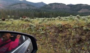 Coincé dans les bouchons... de bisons sur la route du parc de Yellowstone aux Etats-Unis !