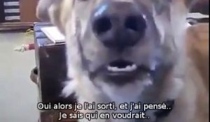La réaction de ce chien lorsque son maître lui dit qu'il a donné sa nourriture au chat, est à mourir de rire !