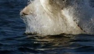 Attaque terrifiante d'un grand requin blanc filmée au plus près